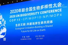 焦点访谈：COP15来了图片