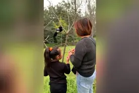 大叔三年前救助喜鹊放生后花一年时间寻找：它带来无数欢乐视频封面