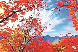 又到秋色尽染时，看红叶你去哪儿？图片