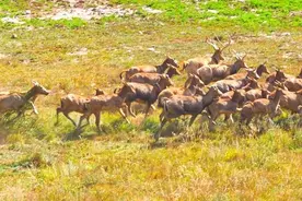 保护生物多样性 绘就促进“人与自然和谐共生”新图景图片