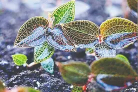 海南周刊 | 热带雨林有“双重身份”？是“世界上最大的药房”图片