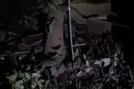 小区老鼠成“灾”！业主质疑生活垃圾不及时清理，物业：有关系吗？图片