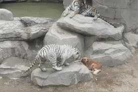 山东一动物园里狗在虎区淡定休息，园方：老虎是狗妈妈带大的图片