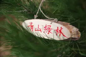 “一棵树的声音”完美收官 NFT为绿色公益带来无限可能图片