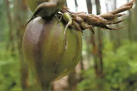 竹子开花有“例外”图片