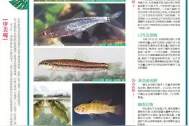 云南是一片“大海”，它们在这里畅游图片