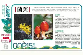 来云南耍，不吃菌儿可不行图片