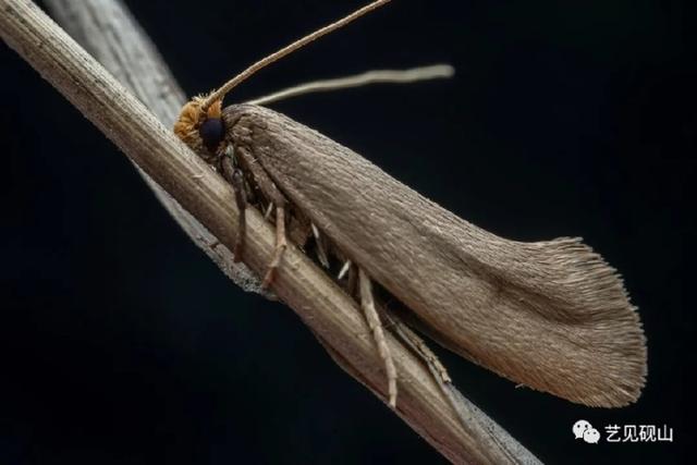 螟蛾 螟蛾幼虫_品学知识网
