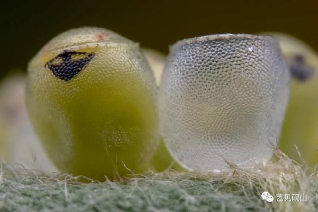螟蛾 螟蛾幼虫_品学知识网