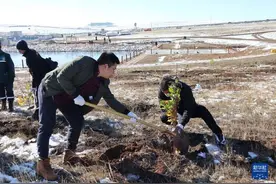 蒙古国种植“十亿棵树计划”全面启动图片