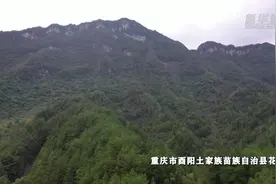 重庆酉阳发现珍稀植物水晶兰视频封面