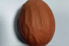 明明是个鸡蛋，却要“冒充”核桃图片