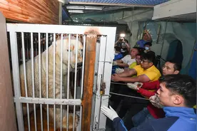 城事｜江苏首只“10”后北极熊前往西安“娶媳妇”图片