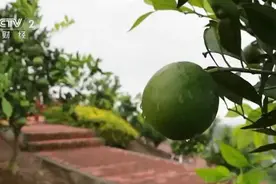 乡村振兴看一线 | 四川资中：发展血橙产业 打造农旅融合新业态图片