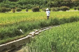 宁乡灰汤：“稻鸭共生”实现双赢图片
