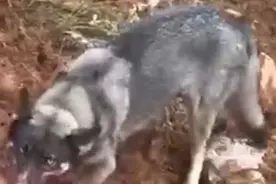 济南“野狼”出没咬死家猪？警方出动无人机搜捕...图片