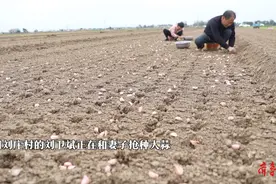 果然视频｜菏泽农民潮湿土地中抢种大蒜，早上五点起一直干到黑天图片