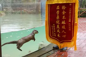 成为上海动物园第一个收到锦旗的动物，水獭“油条”今天加餐图片