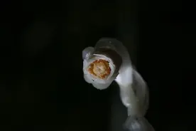 珍稀罕见！“幽灵之花”——水晶兰现身重庆图片
