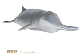 物种日历 | 多姿多彩的世界之白鱀豚图片