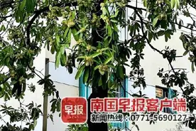 南宁街头这些行道树的花香令人“上头”，专家：对人体无害图片