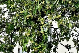 南宁街头这些行道树的花香令人“上头”，专家：对人体无害图片