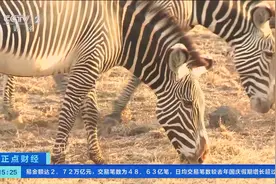 全球仅存不到3000匹！戳视频，了解濒危保护动物——细纹斑马图片