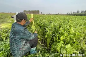 惠民县桑落墅镇：特色种植铺就“致富路”图片