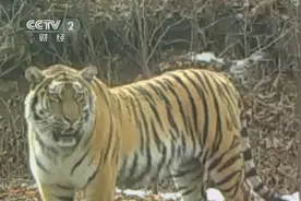 山高林密，鸟兽云集！记者探秘东北虎原始家园→图片