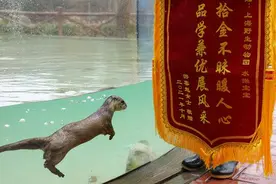 成上海野生动物园首个收到锦旗的动物，水獭“油条”今天加餐图片