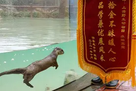 成上海野生动物园首个收到锦旗的动物，水獭“油条”今天加餐图片