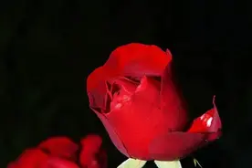 你尝遍爱情的苦，他赚尽爱情的钱…“情感咨询”套路有多深？图片