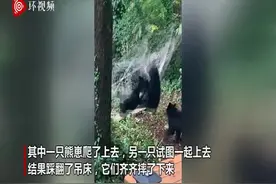 笑不活了！美国两只熊崽在树林中爬吊床 齐齐踩翻摔地上图片