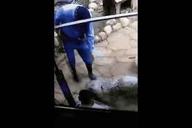 动物园的小水獭收到一面锦旗，网友：雷锋獭图片