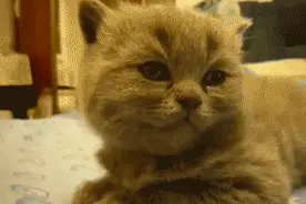 经常犯困是血液黏度高？还可能发展成血栓？看完你就清醒了图片