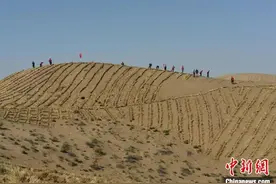 甘肃凉州秋季压沙见闻：压沙人徒手刨坑 陡坡跪地“种草”图片