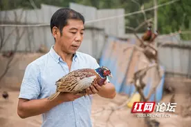 残疾小伙的致富路：把野鸡养成了摇钱树，半年就卖了60万图片