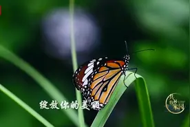 近距离见证蝴蝶的一生！毛毛虫，这样破茧成蝶→视频封面