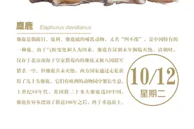 物种日历 | 多姿多彩的世界之麋鹿图片