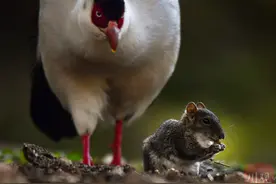 稻城偶遇白马鸡与松鼠一起生活 和谐共生画面太治愈图片