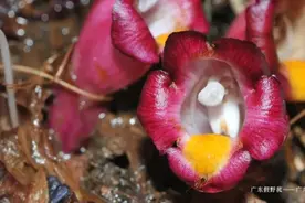 广东自然保护地数量居全国首位图片