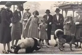 深壹度：四川大熊猫152年寻家记图片