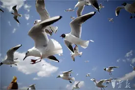 云报观察丨看春城的生物多样性图片