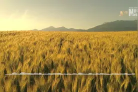 听，生物多样声图片