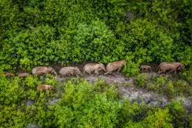 听，生物多样声视频封面