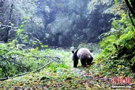 宠物、赛马、野生动物，世界上最昂贵的动物是什么？图片