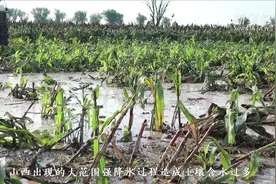 山西在受灾地区开展农业“双减双抢”工作视频封面