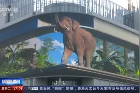 象往之地：大象名片的背后图片