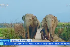 无人机护航，全程美食补给！大象回家：中国野生动物保护缩影图片