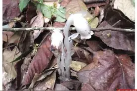 原来有这么多珍稀动植物藏身广东图片